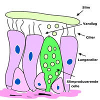 Illustration af lungeceller